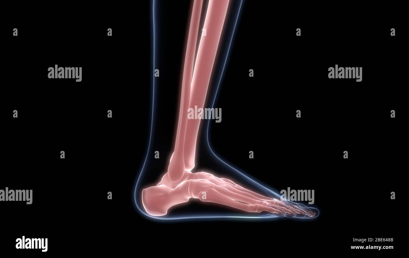 Giunti ossei dell'anatomia del sistema scheletrico umano Foto Stock