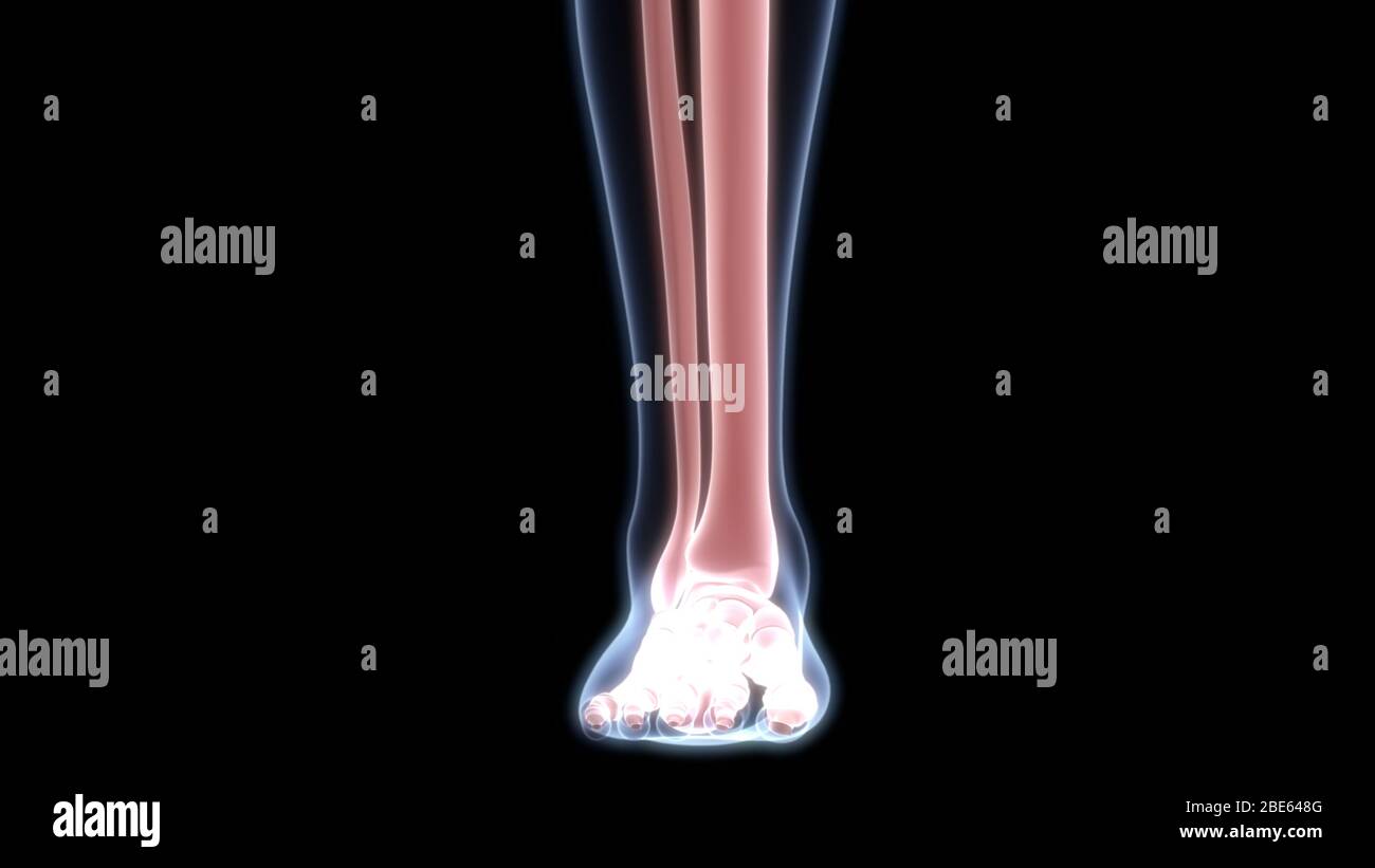 Giunti ossei dell'anatomia del sistema scheletrico umano Foto Stock