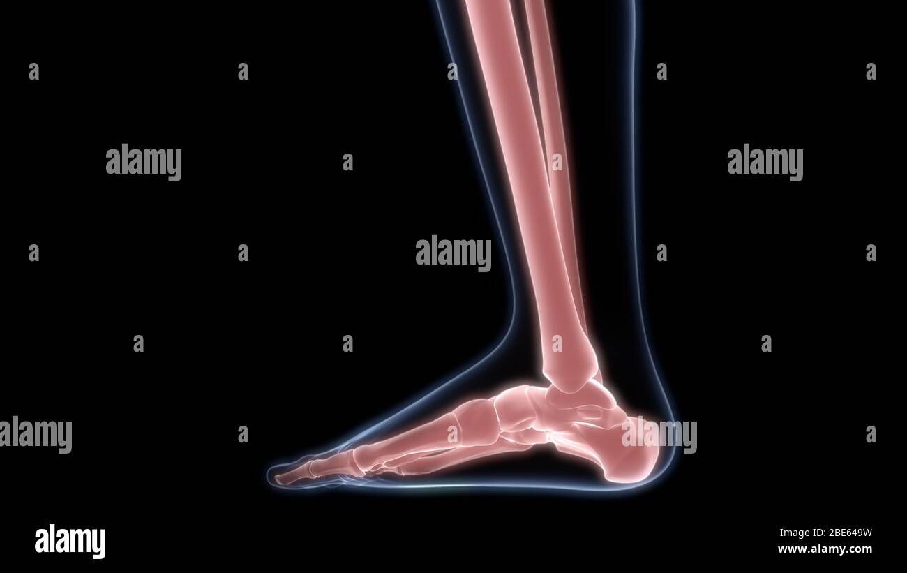 Giunti ossei dell'anatomia del sistema scheletrico umano Foto Stock