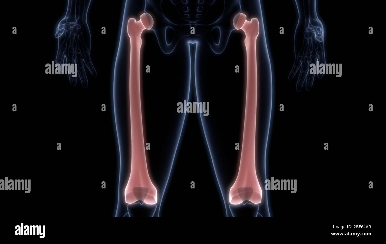 Giunti ossei dell'anatomia del sistema scheletrico umano Foto Stock