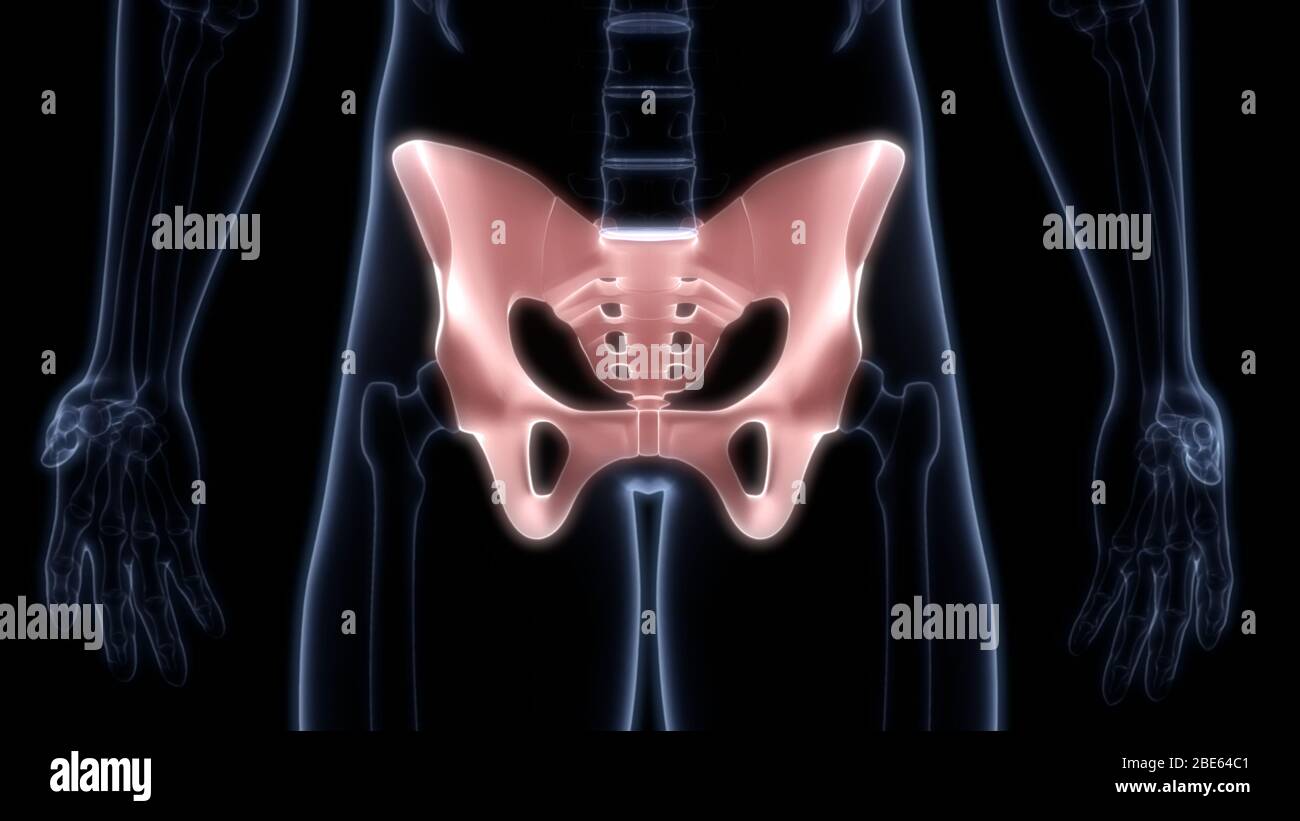 Giunti ossei dell'anatomia del sistema scheletrico umano Foto Stock