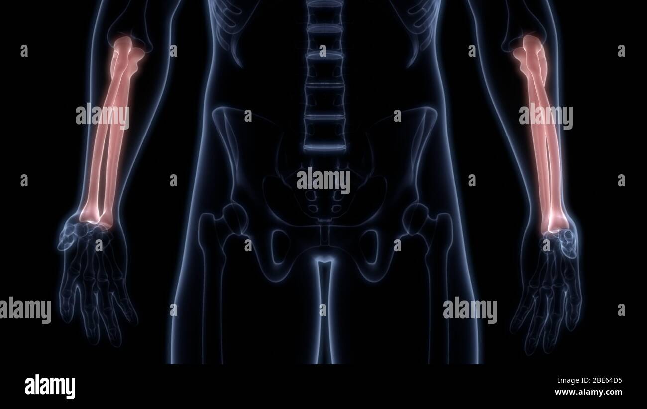 Giunti ossei dell'anatomia del sistema scheletrico umano Foto Stock