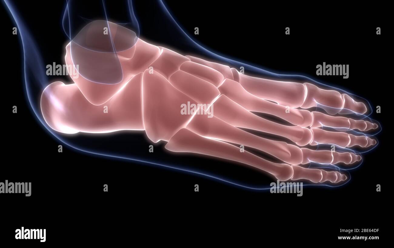 Giunti ossei dell'anatomia del sistema scheletrico umano Foto Stock