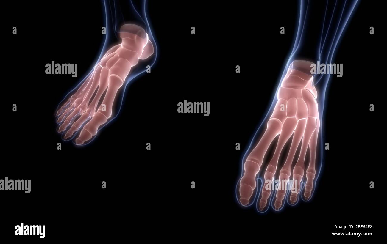 Giunti ossei dell'anatomia del sistema scheletrico umano Foto Stock