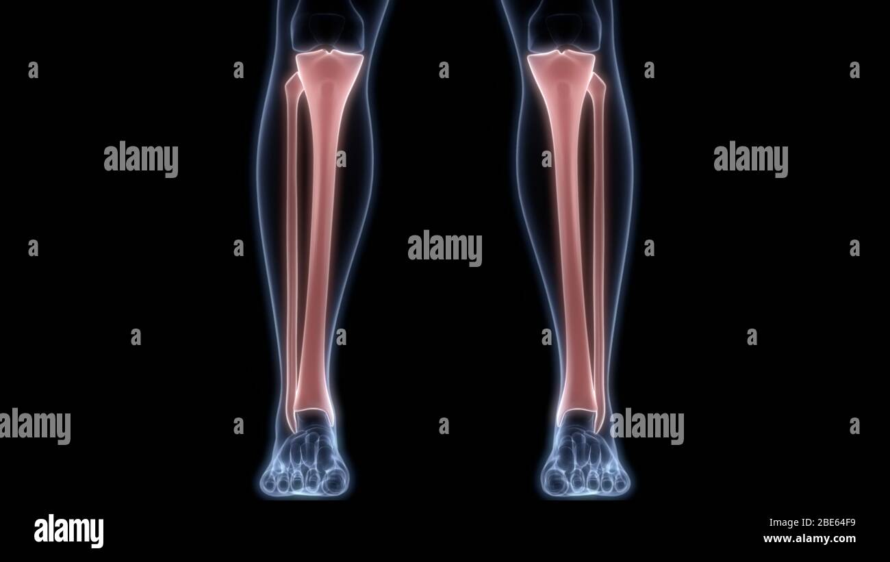 Giunti ossei dell'anatomia del sistema scheletrico umano Foto Stock
