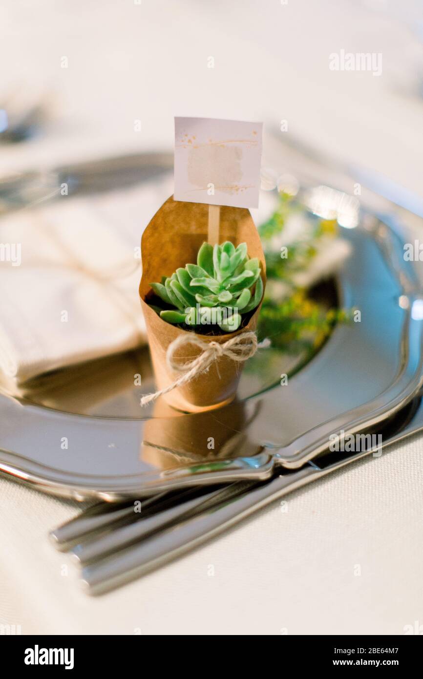 Succulento. Regalo di nozze. Circondato da carta kraft e verde frondoso. Foto Stock