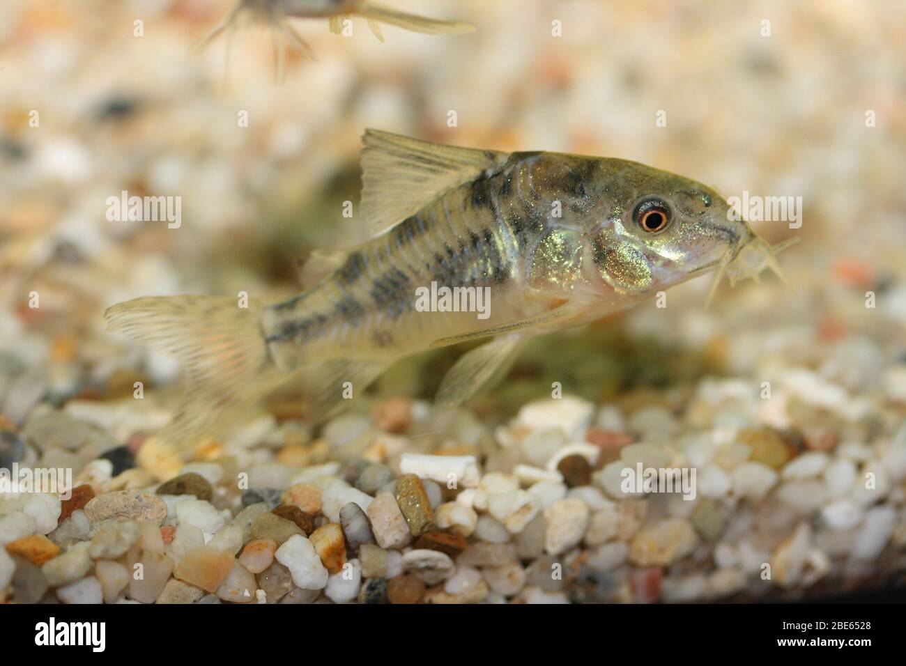 Il pesce gatto marmorizzato (Corydoras paleatus), un popolare pesce d'acquario d'acqua dolce Der Marmorierte Panzerwels (Corydoras paleatus), ein beliebter Süßwasser- Foto Stock