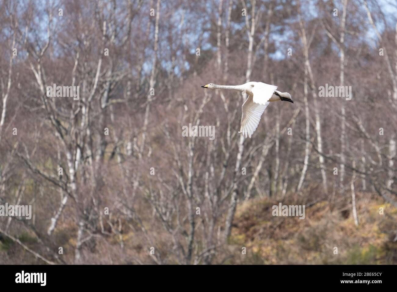 Un volo Whooper Swan, Scozia. Foto Stock