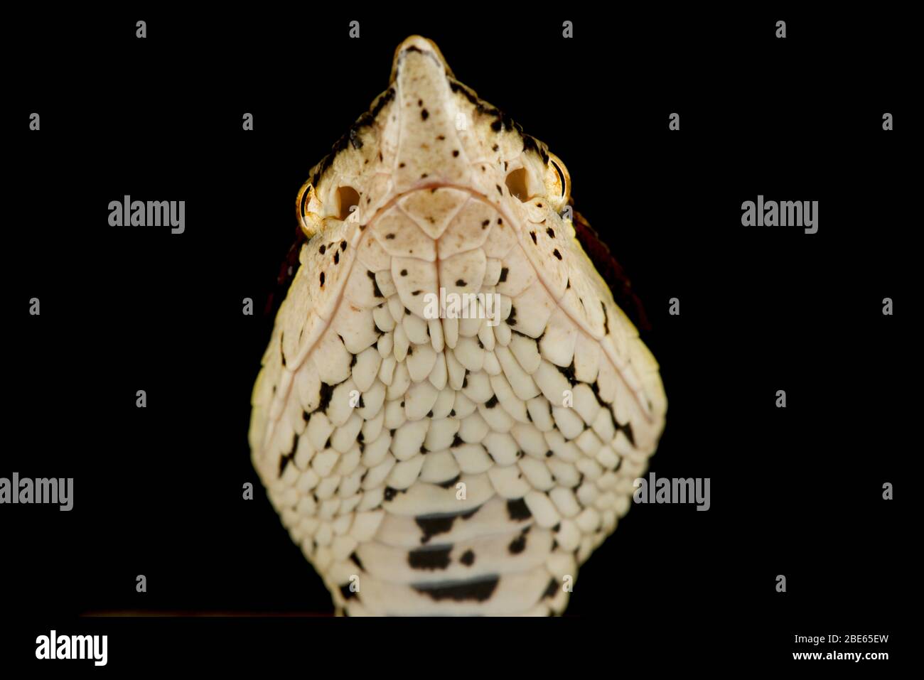 Viper a 100 ritmi (Deinagkistrodon acutus) Foto Stock