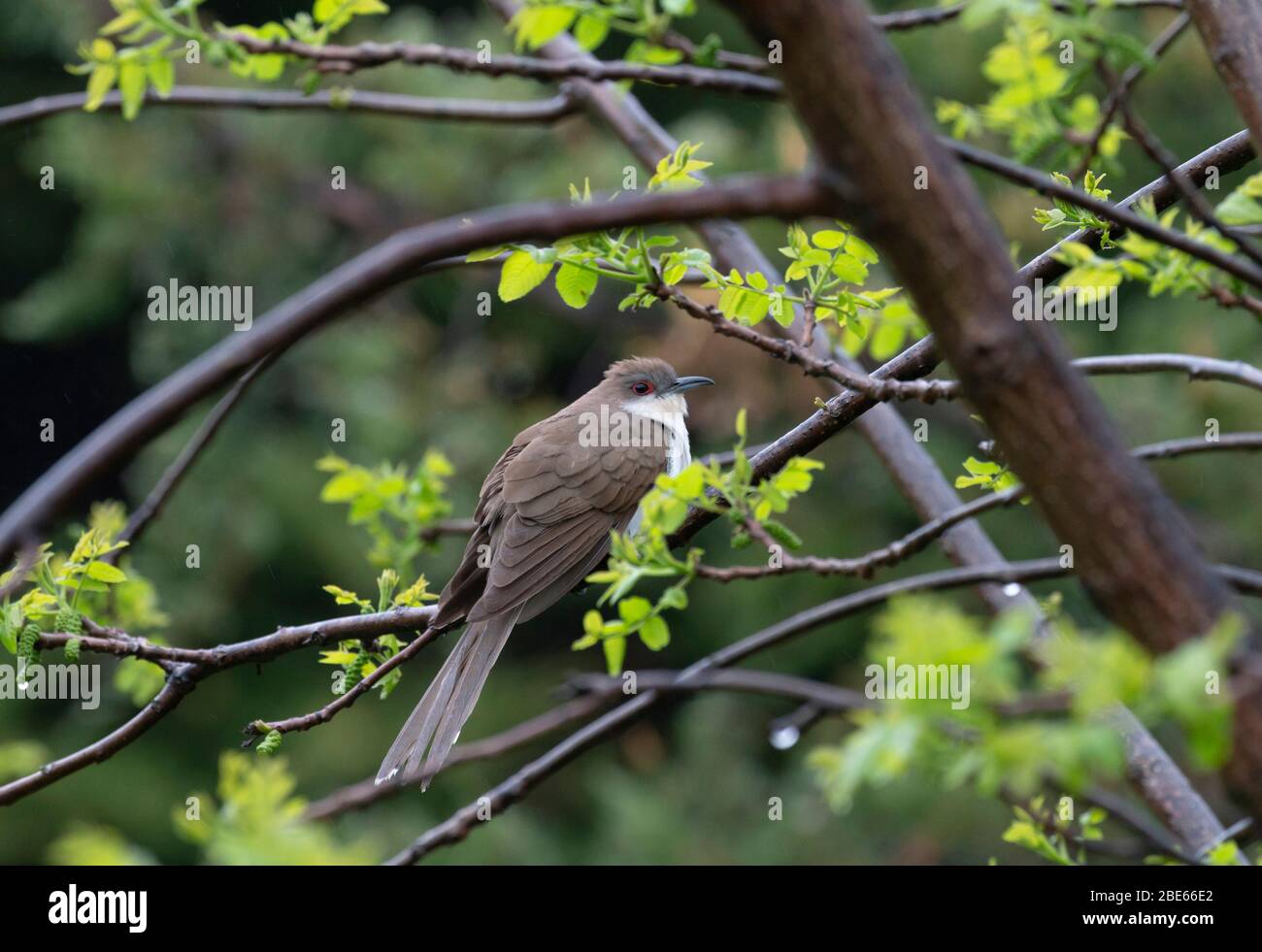 Cucù con fattura nera 19 maggio 2019 Newton Hills state Park, South Dakota Foto Stock