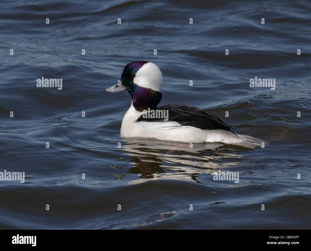 Bufflehead 29 marzo 2020 Northern Minnehaha County, SD Foto Stock