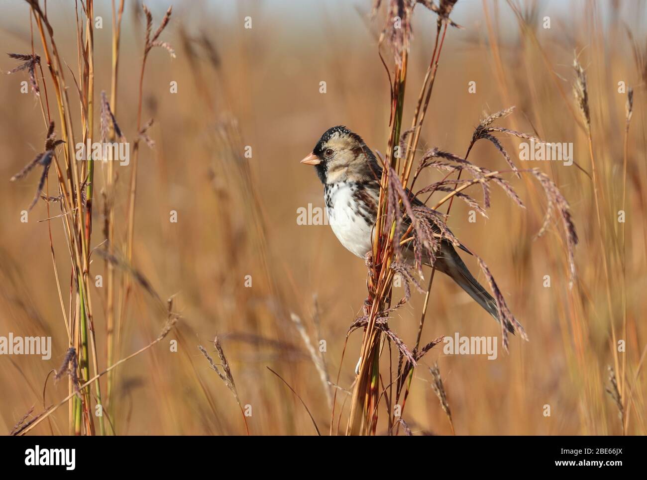 Harris's Sparrow 14 ottobre 2019 Good Earth state Park, South Dakota Foto Stock