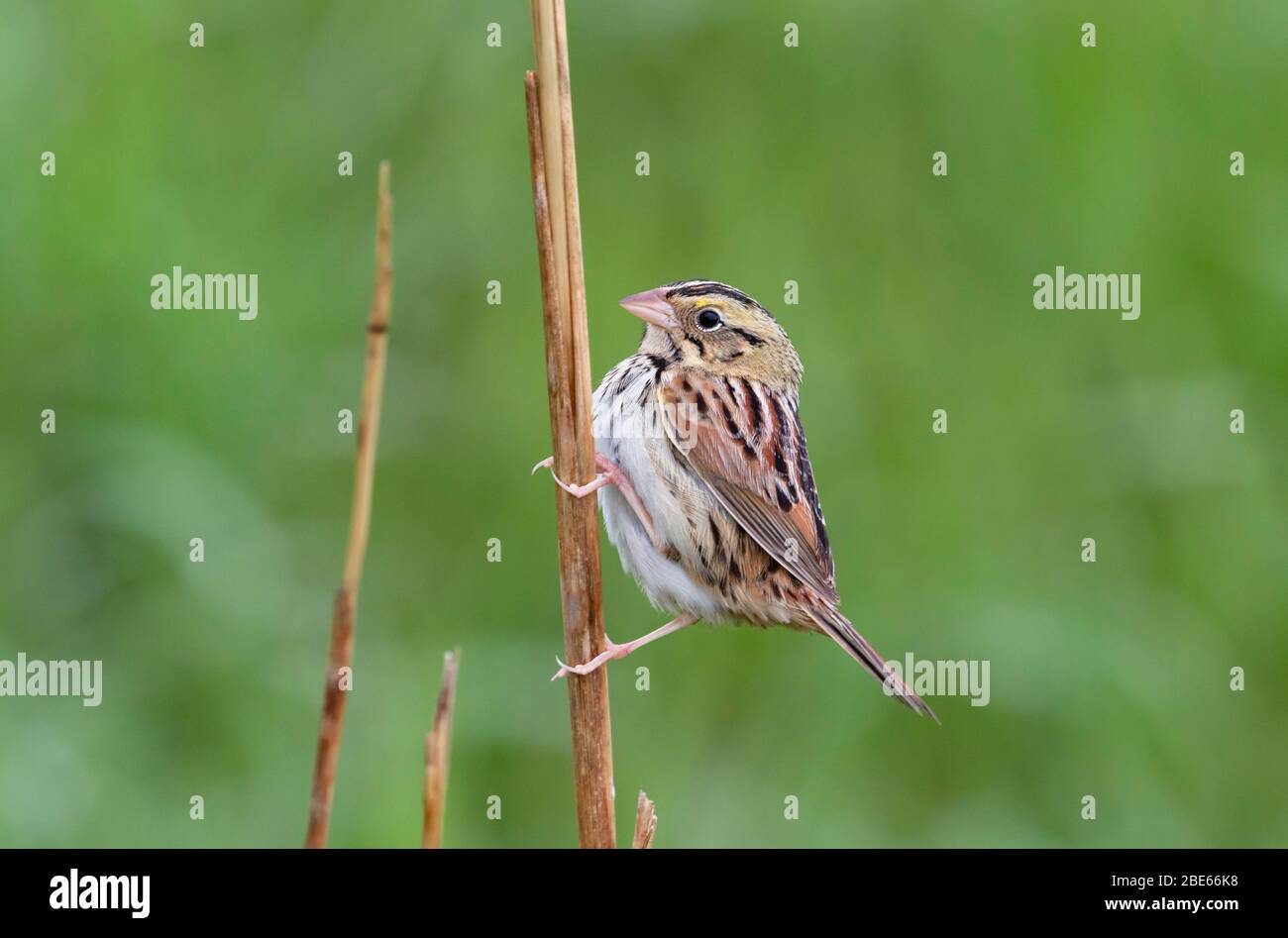 Henslow's Sparrow 19 maggio 2019 Newton Hills state Park, South Dakota Foto Stock