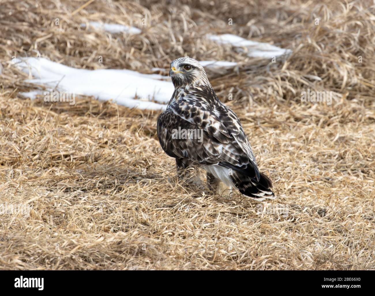 Hawk a zampe ruvide 16 febbraio 2020 Fort Pierre National Grasslands, South Dakota Foto Stock