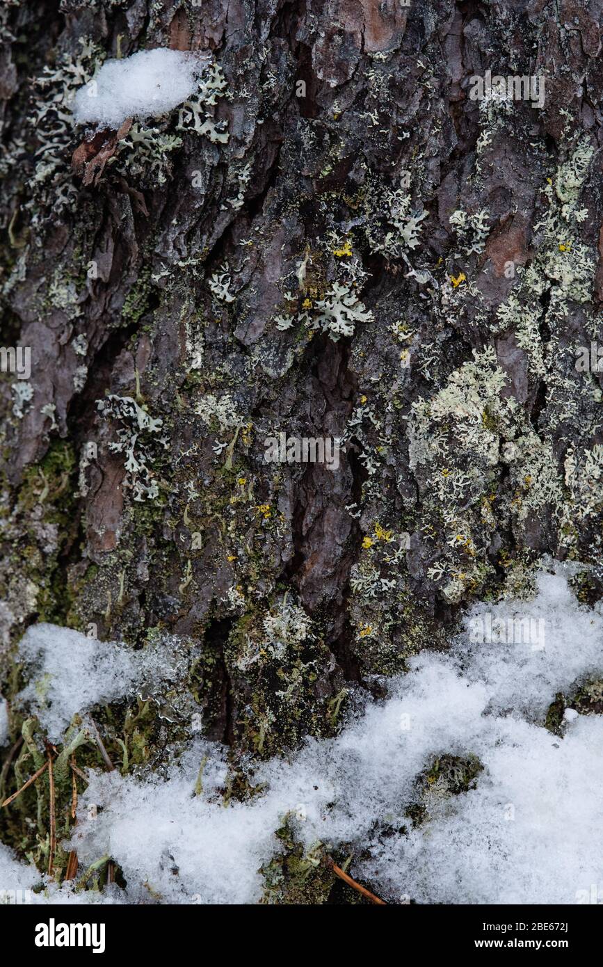 Macrofotografia. La corteccia di albero coltivato con muschio e licheni. Foto Stock