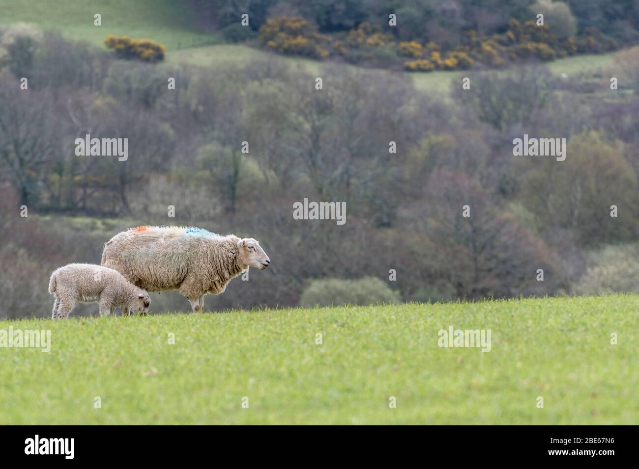 Pecora e agnello in un campo collinare illuminato dal sole. Per l'allevamento ovino nel Regno Unito, l'allevamento ovino, il mercato del bestiame nel Regno Unito, l'allevamento britannico. Foto Stock