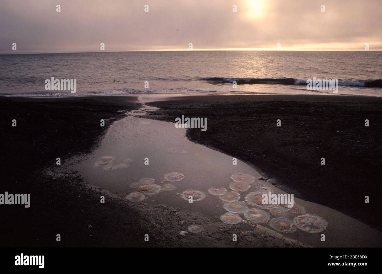 Meduse galleggianti in acque poco profonde a bassa marea a mezzanotte nella Terra del Sole di mezzanotte, Barrow, Alaska, USA Foto Stock