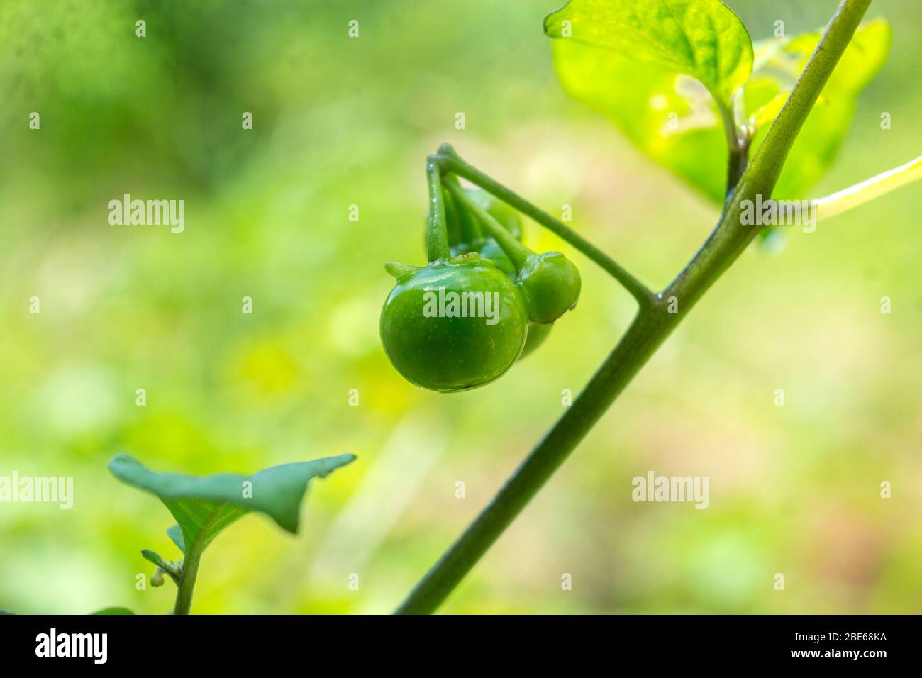 Leunca o Ranti ha il nome latino Solanum Nigrum L, ed è classificato nella famiglia Solanaceae (zucca). Le verdure Leunca sono piccole e rotonde verdi Foto Stock