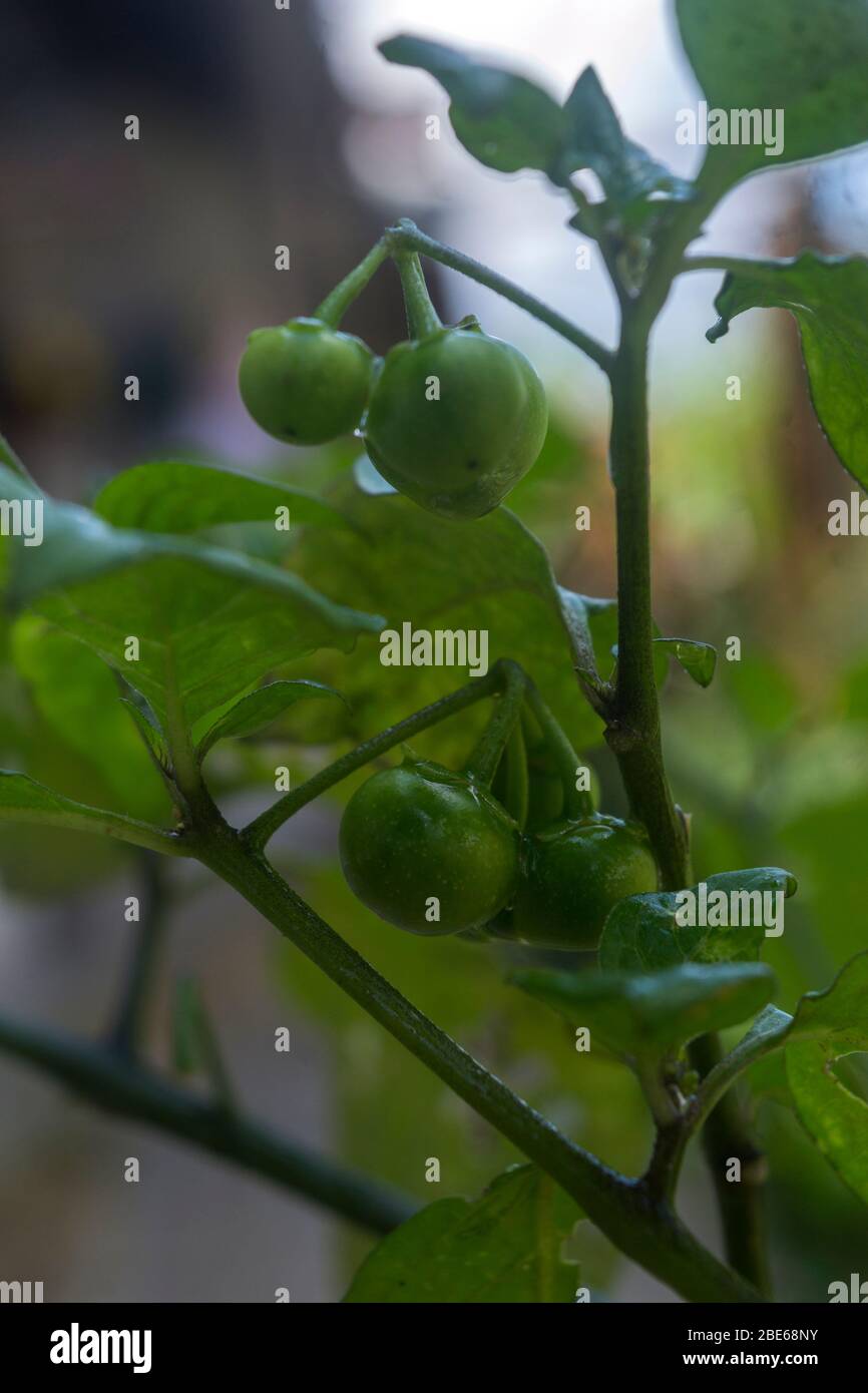 Leunca o Ranti ha il nome latino Solanum Nigrum L, ed è classificato nella famiglia Solanaceae (zucca). Le verdure Leunca sono piccole e rotonde verdi Foto Stock