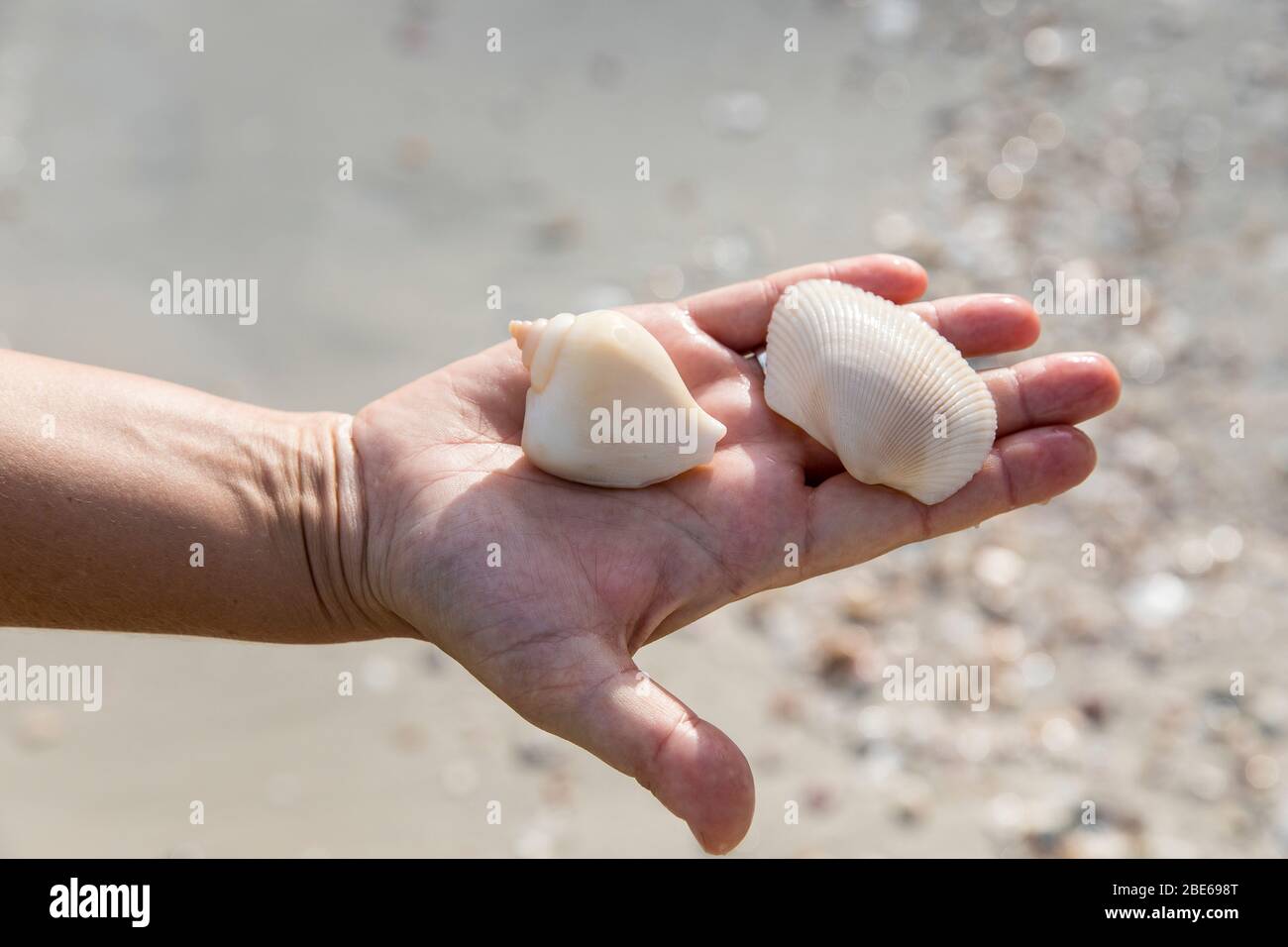 seashell nel manful, isola di Koh Chang, Thailandia. Foto Stock