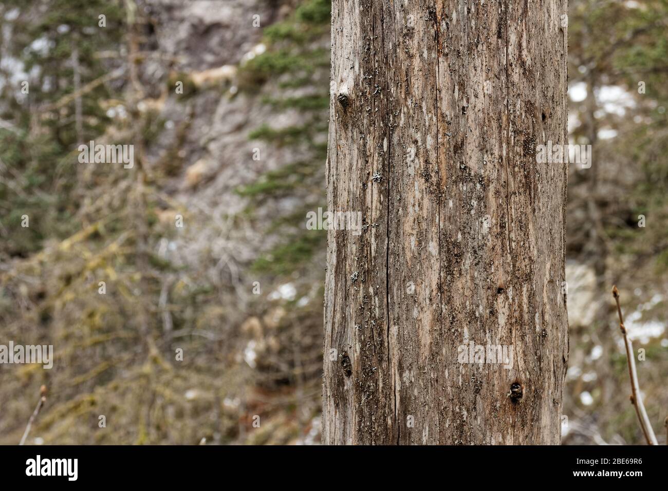 Tronco di albero senza Barkless nella foresta vicino Bergen, Norvegia sul giro tra il Monte Ulriken e il Monte Fløyen - Vidden Foto Stock