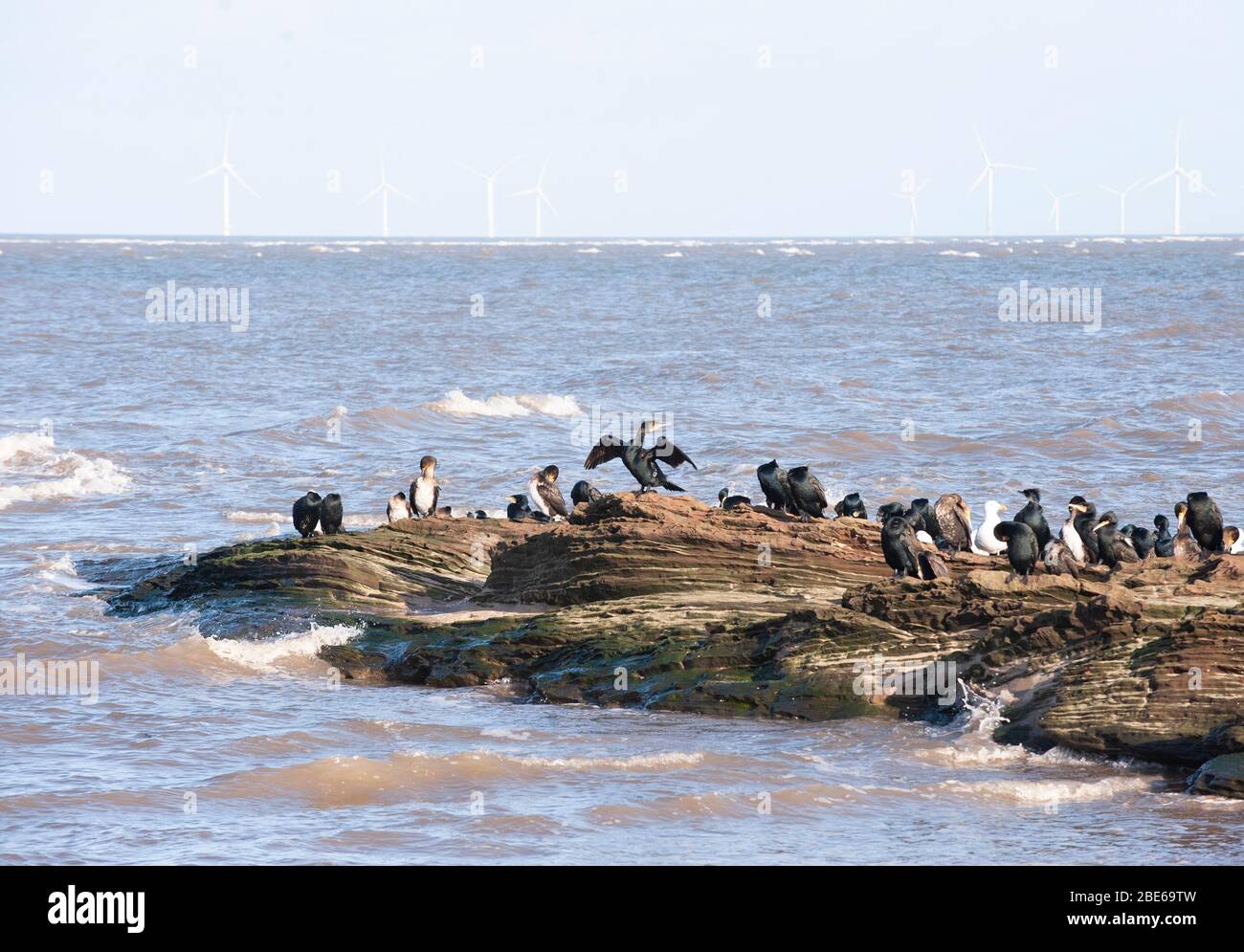 Cormorani, carbo Phalacrocorax, ruggito su rocce di arenaria rossa ad alta marea, vicino a mare eolico fattoria, Little Eye, Hilbre, Dee estuario, Regno Unito Foto Stock