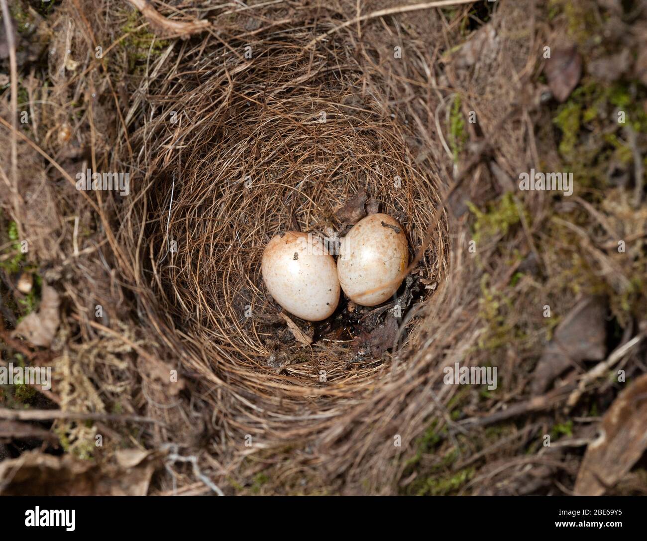 European Robin, Erithacus rubecula, nidificano con due uova deserte, Londra, Regno Unito Foto Stock