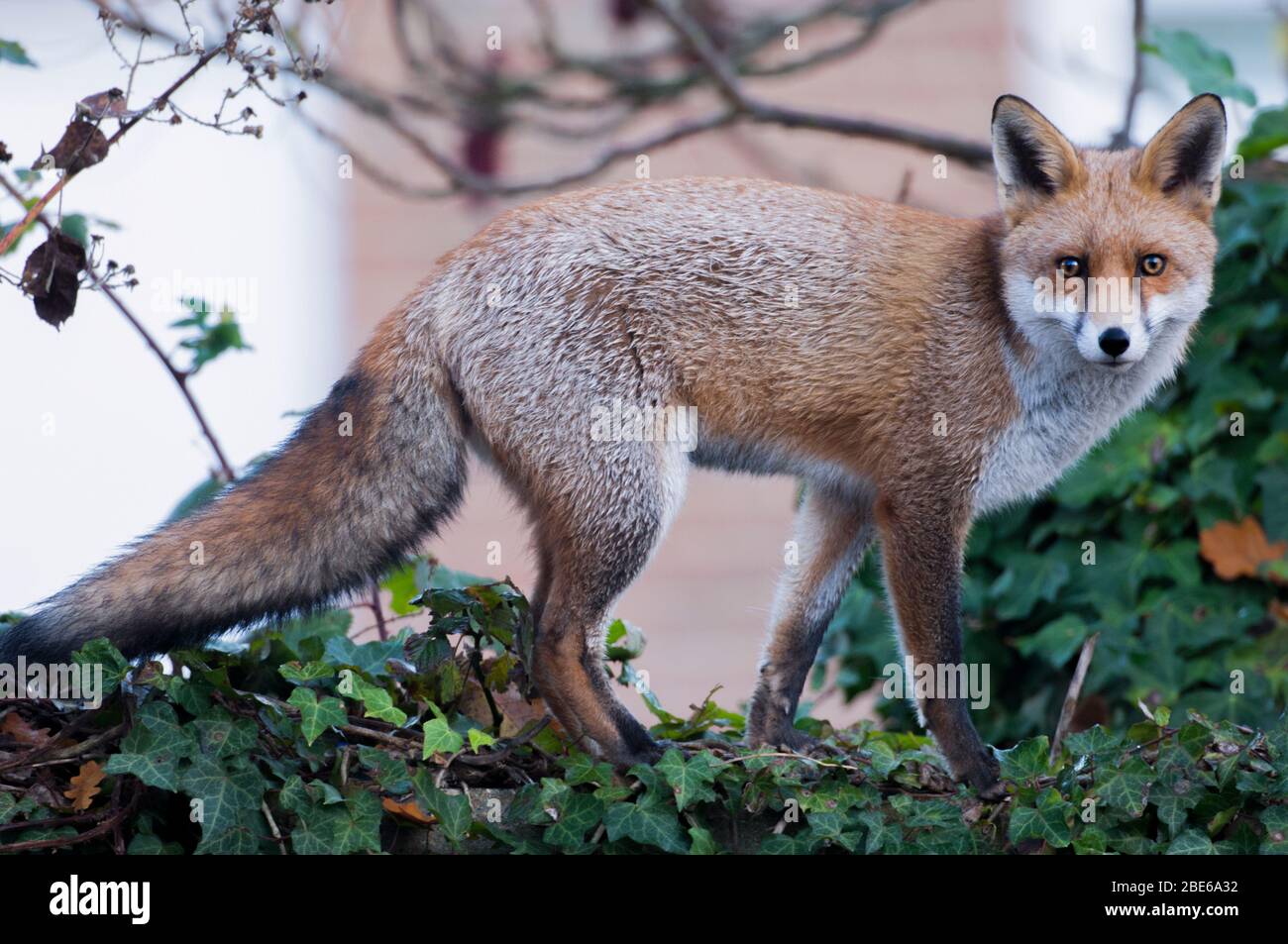 Red Fox, Vulpes vulpes, Londra, Regno Unito Foto Stock