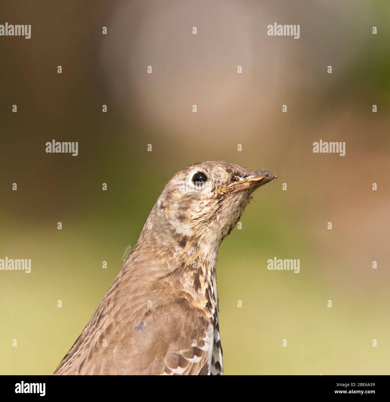 Maschio adulto Mistle Thrush, Turdus viscivorus, a terra allertato da Carrion crow volare, Queen's Park, Londra, Regno Unito Foto Stock