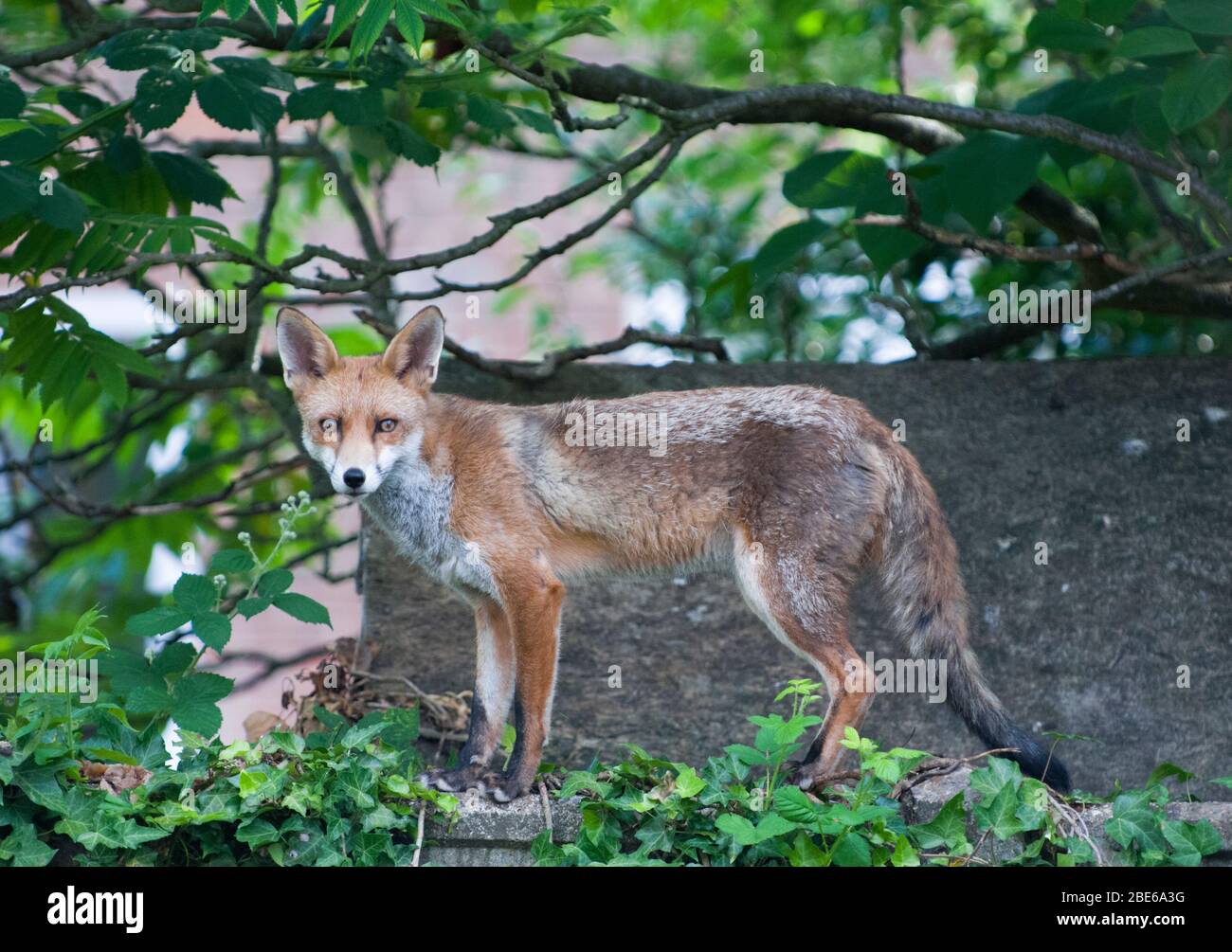 Red Fox, Vulpes vulpes, Londra, Regno Unito Foto Stock