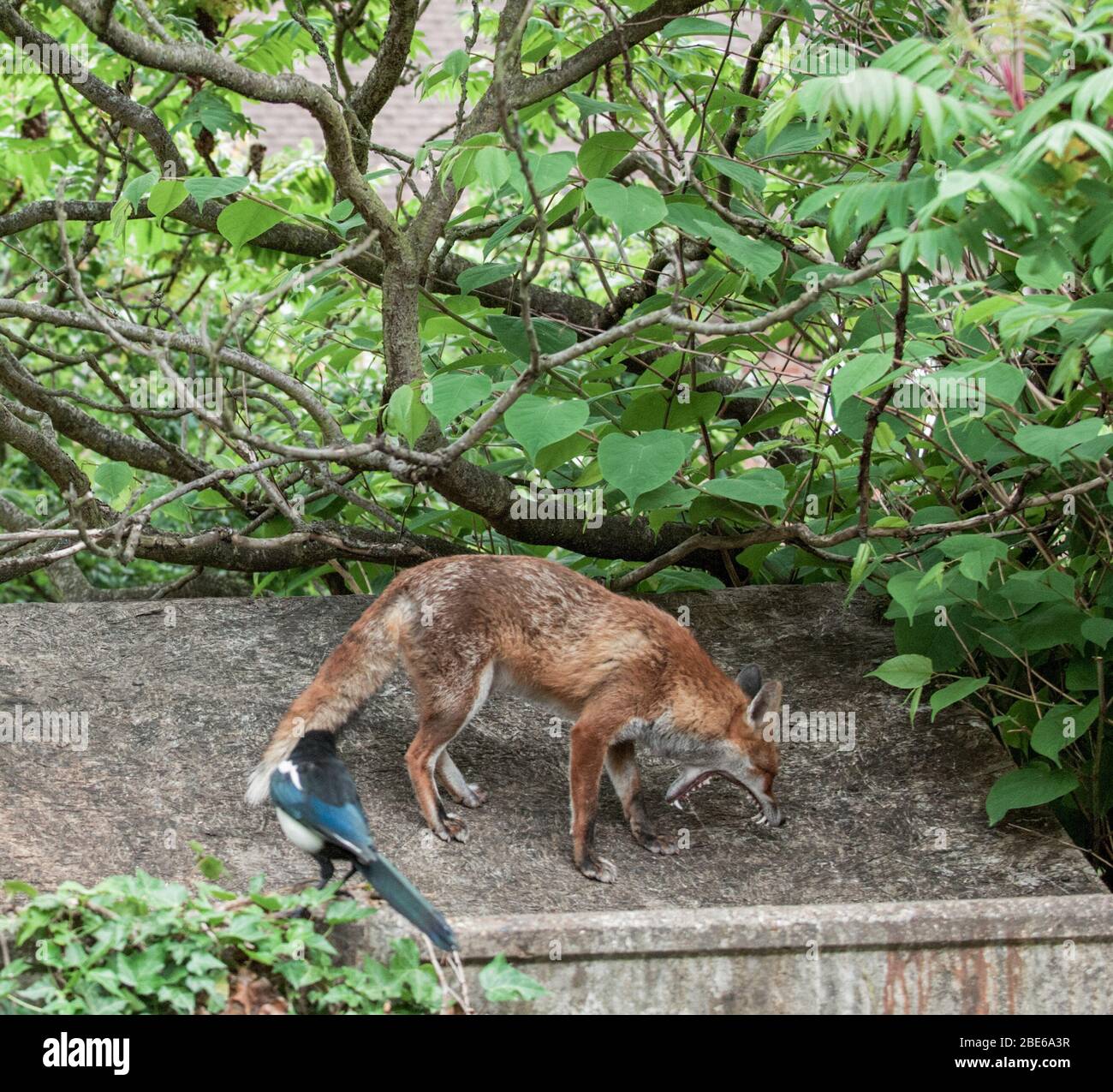 Volpe rossa adulta, vulpes Vulpes, su un tetto capannone giardino che lotta per inghiottire le ossa di pollo scarti Londra, Regno Unito Foto Stock