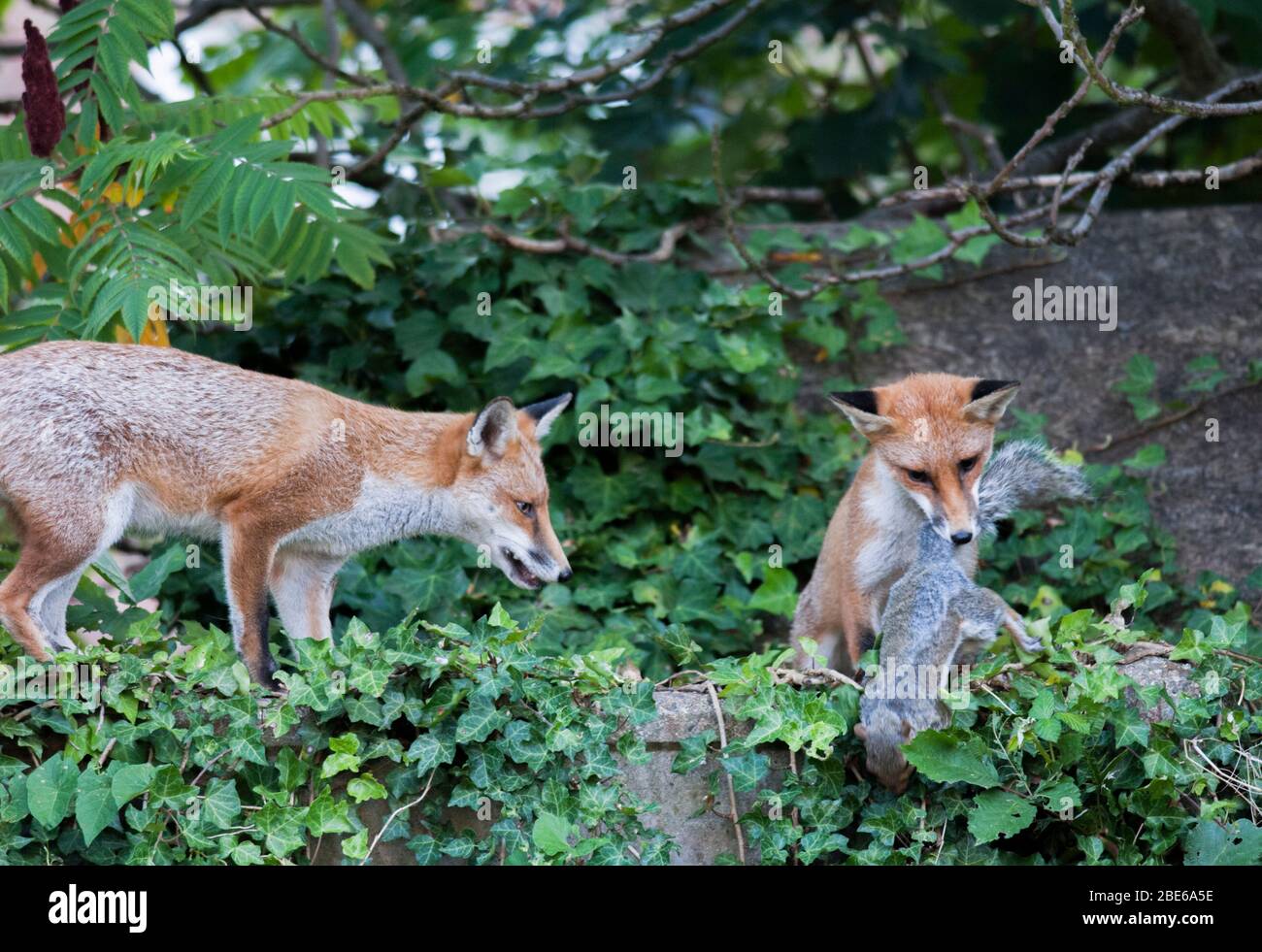 Due volpi rossi, Vulpes vulpes, in un giardino suburbano prendere uno scoiattolo grigio, Sciurus carolinensis, Londra, Regno Unito Foto Stock