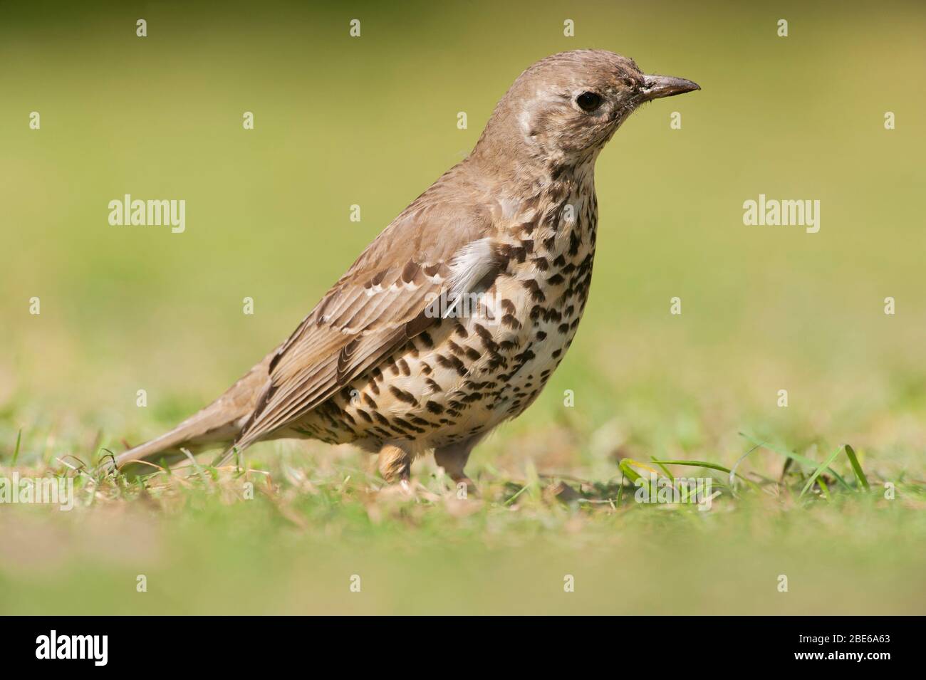 Mistle Thrush, Turdus viscivorus, ascolto di vermi sul prato, Londra, Regno Unito Foto Stock
