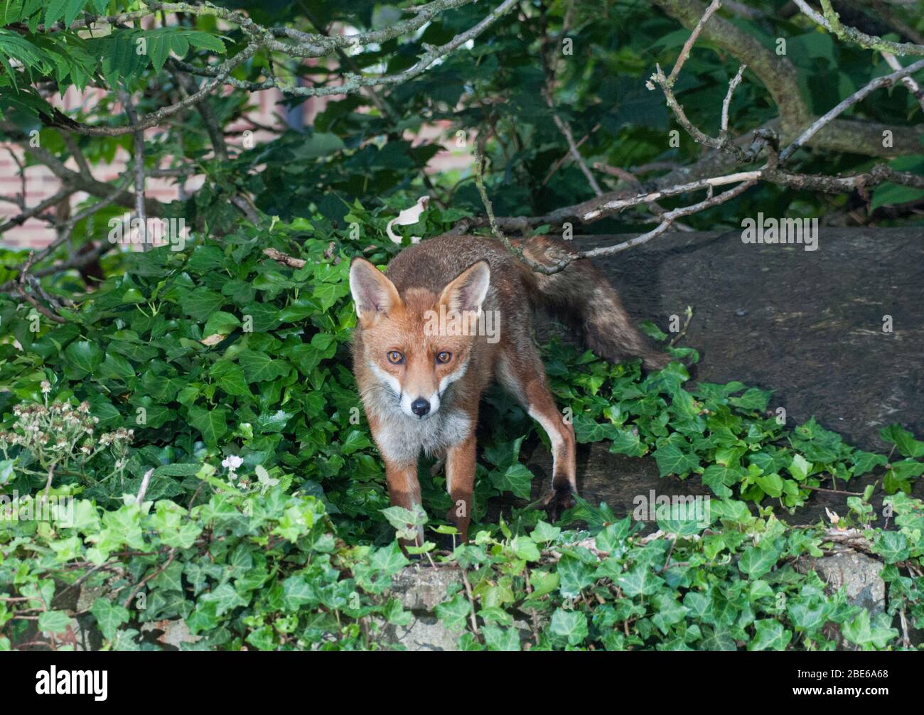 Adulti Red Fox, Vulpes vulpes, su tetto capannone in giardino suburbano, Londra, Regno Unito Foto Stock