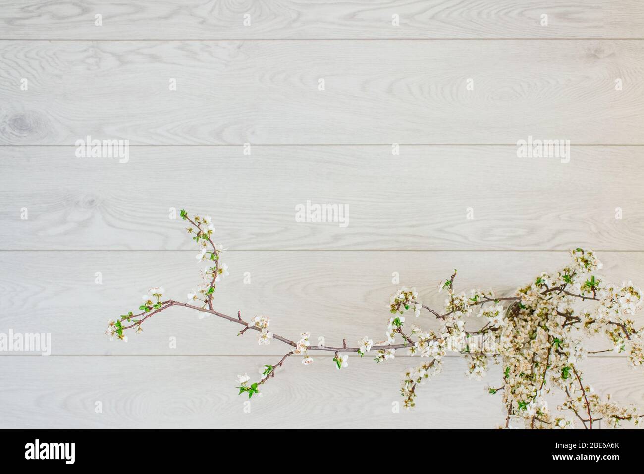 Sfondo di primavera. Bella fioritura di ciliegi su sfondo di legno bianco con spazio copia, primavera fiori bianchi su sfondo vintage, selettivo Foto Stock