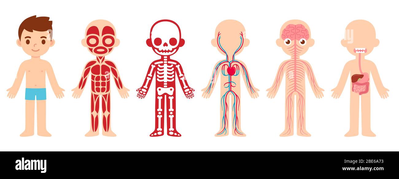 Il mio corpo, anatomia educativa organigramma per i bambini. Carino ragazzo carino e i suoi sistemi corporei: Muscolare, scheletrico, circolatorio, nervoso e d Illustrazione Vettoriale