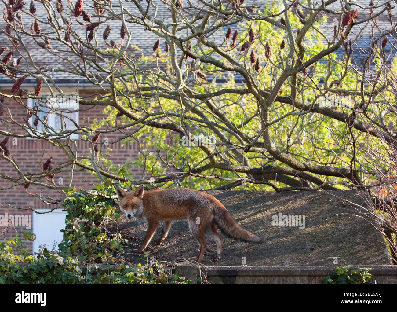 Volpe rossa, vulpes Vulpes, in piedi su casetta giardino, Londra, Regno Unito Foto Stock