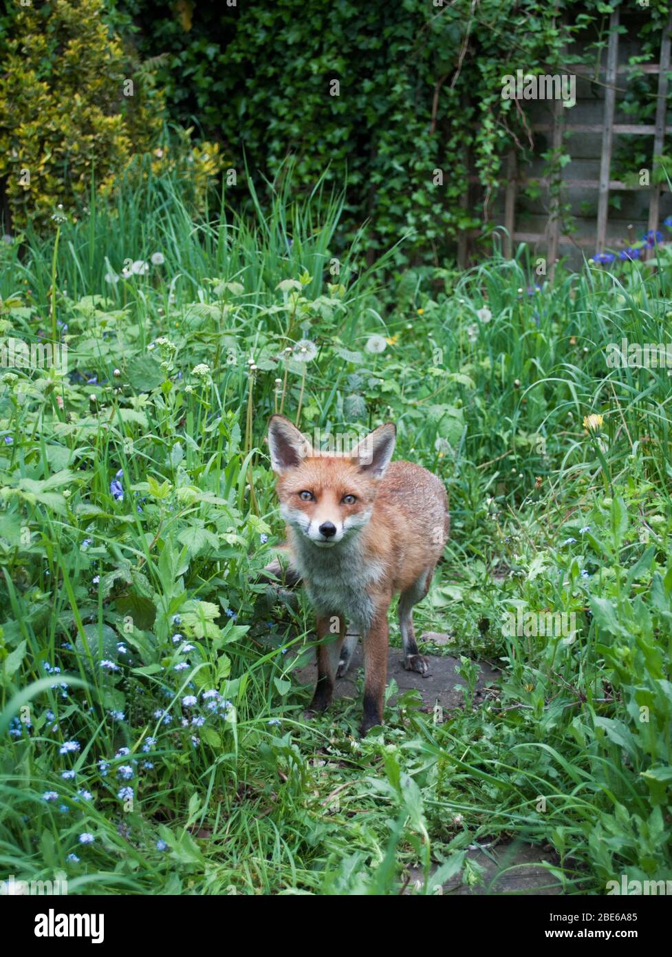 Adulti Red Fox, Vulpes vulpes, in giardino cresciuto, Londra, Regno Unito Foto Stock