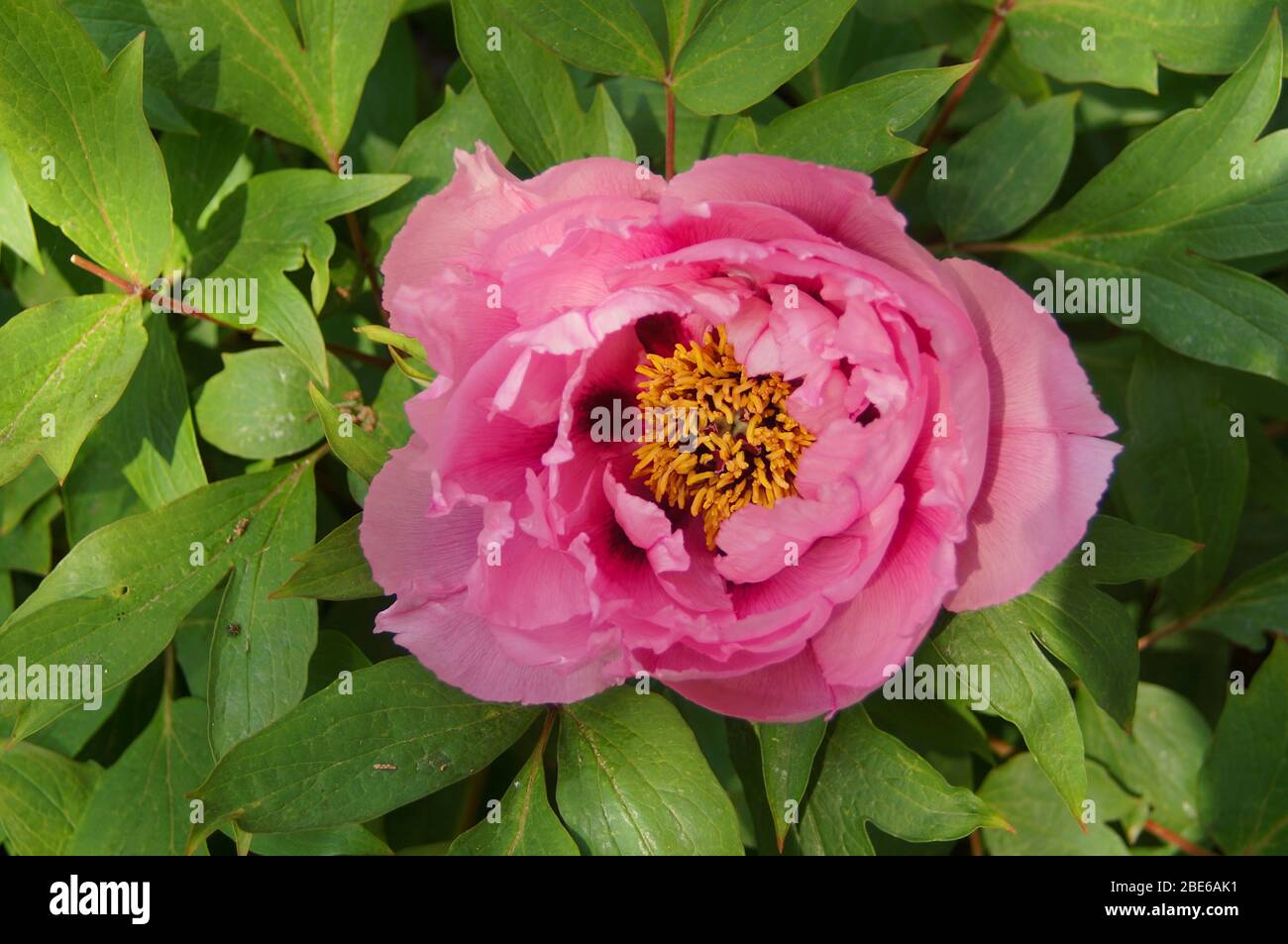 Primo piano di un fiore di peonia di albero 'Paeonia' con uno sfondo frondoso in un letto di fiori Foto Stock