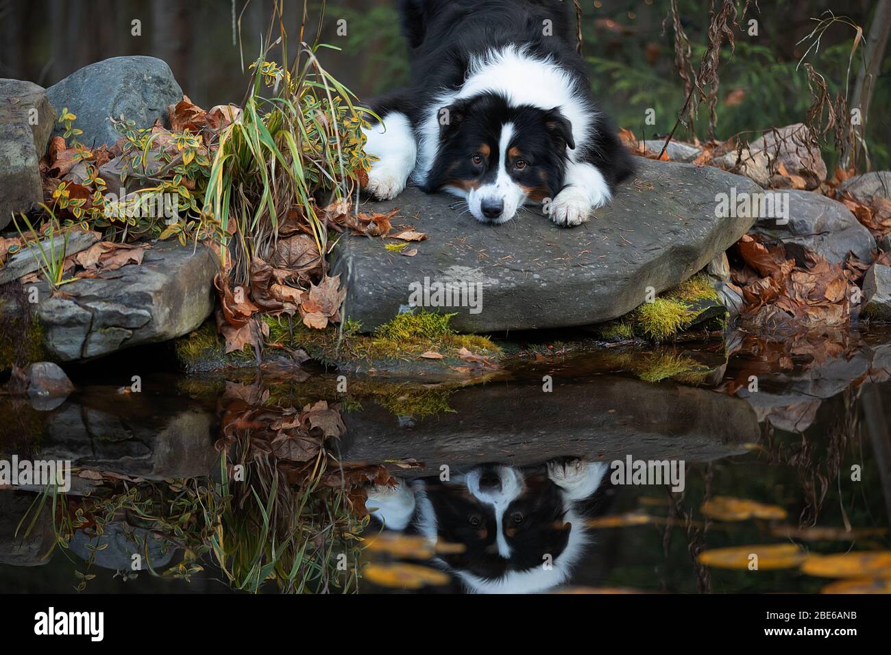 Collie di bordo dall'acqua. Ritratti belli. Foto Stock