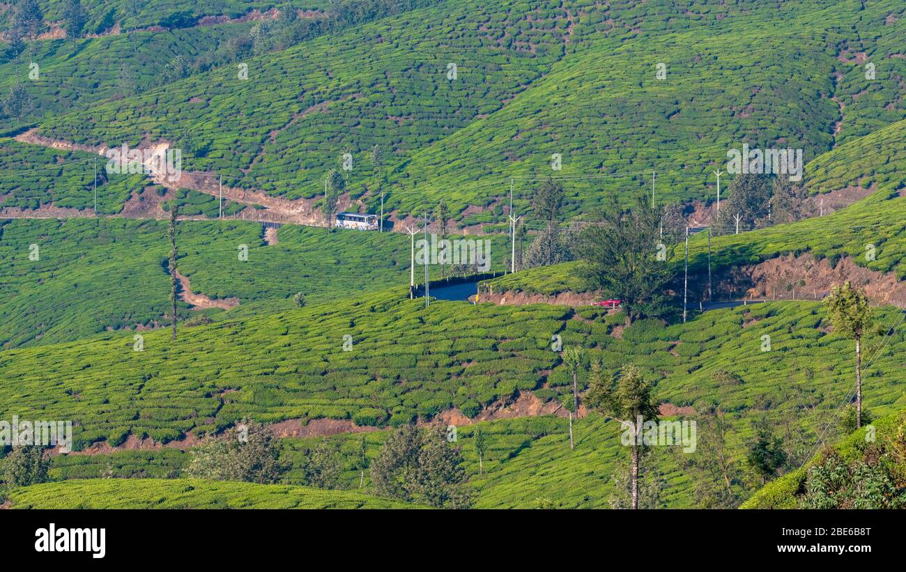 Una vista delle lunghe strade tortuose lungo le piantagioni di tè di Munnar. Foto Stock