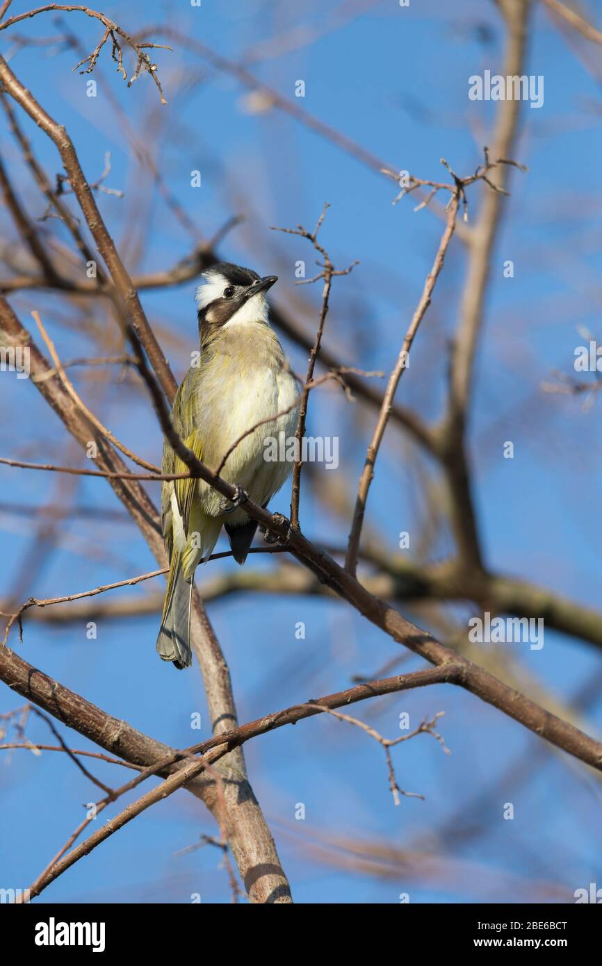 Bulbul Pycnonotus sinensis, adulto, arroccato nell'albero, mai po Marshes, Hong Kong, gennaio Foto Stock