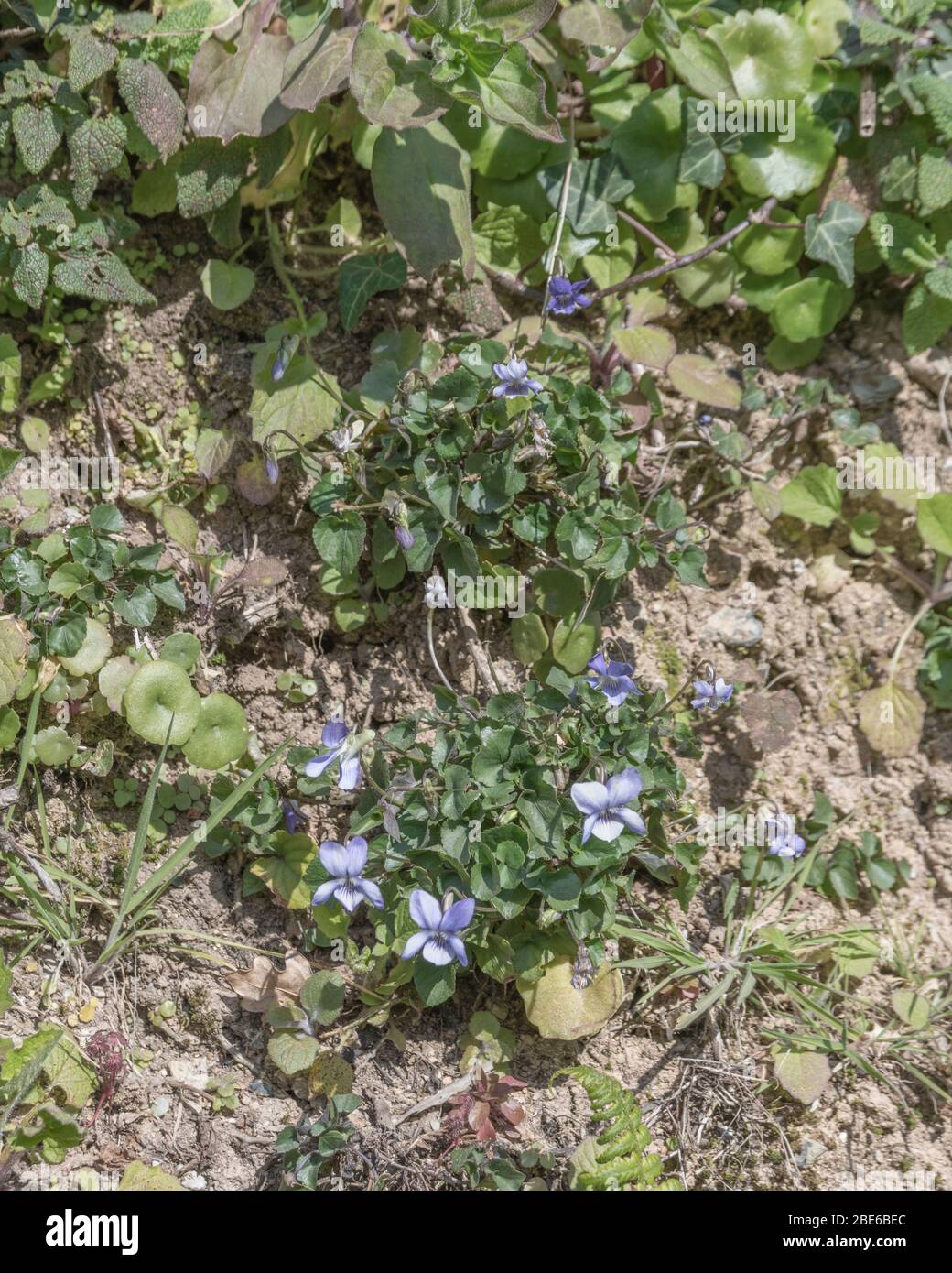 Fiori e foglie di Viola / Viola riviniana al sole di primavera. Viola una pianta medicinale tradizionale usata nei rimedi di erbe & cure domestiche. Foto Stock