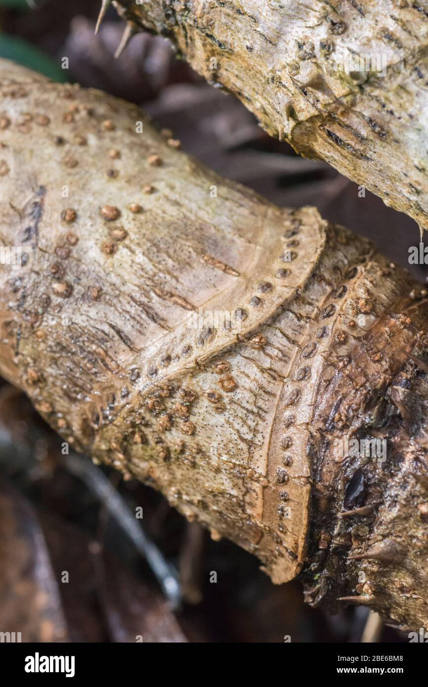 Tagliare gli steli spinosi di Aralia / bastone da passeggio del Diavolo. Aralia spinosa o Aralia elata. Spine astratte in natura, spine taglienti, difese vegetali. Foto Stock