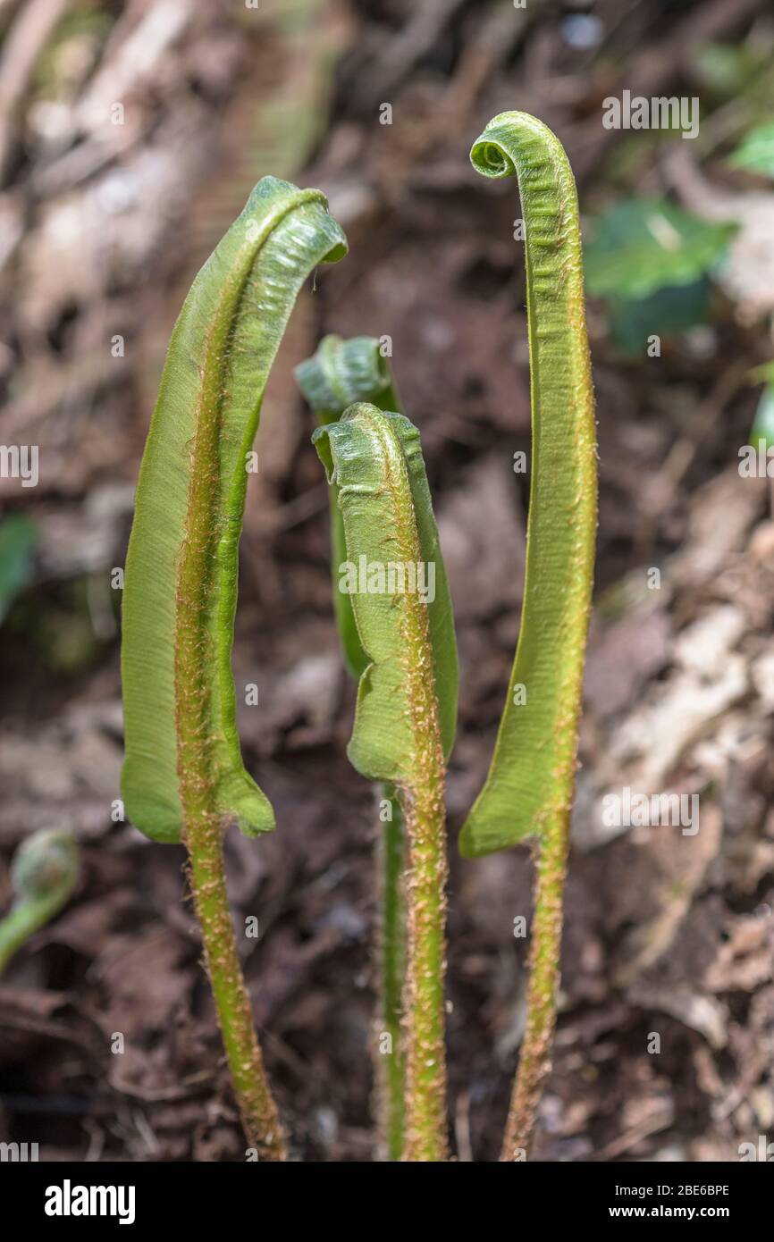 Foglie arricciate della lingua di Hart Fern / Asplenium sculopendrium - usato in medicina di erbe per i reclami del fegato. Sorus / sori visibili sul lato inferiore Foto Stock