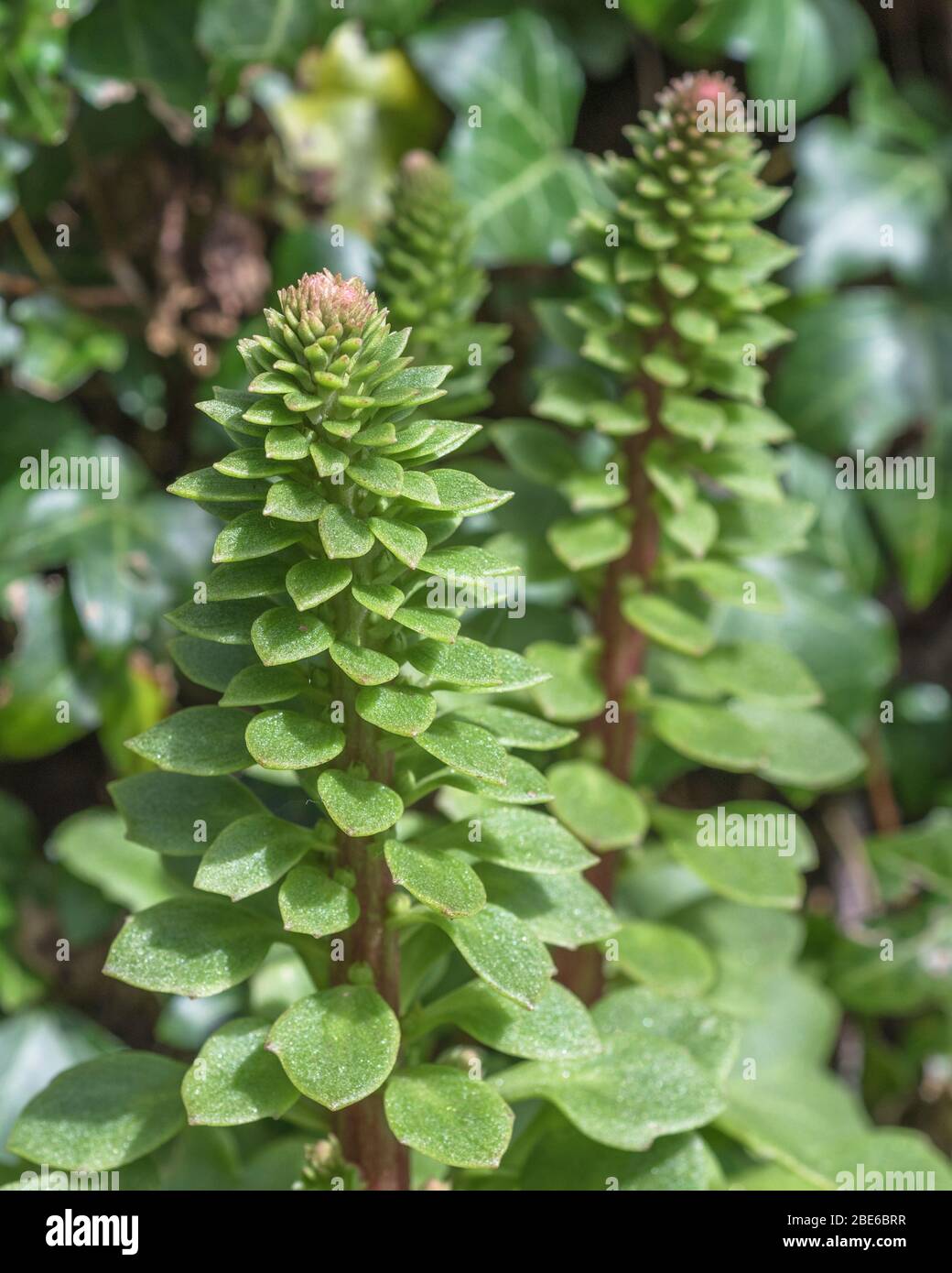 Forma gambo di fiori e foglie di Navelwort / ombelicus rupestris. Pianta medicinale usata in rimedi di erbe. Foglie giovani commestibili foraggiato. Foto Stock