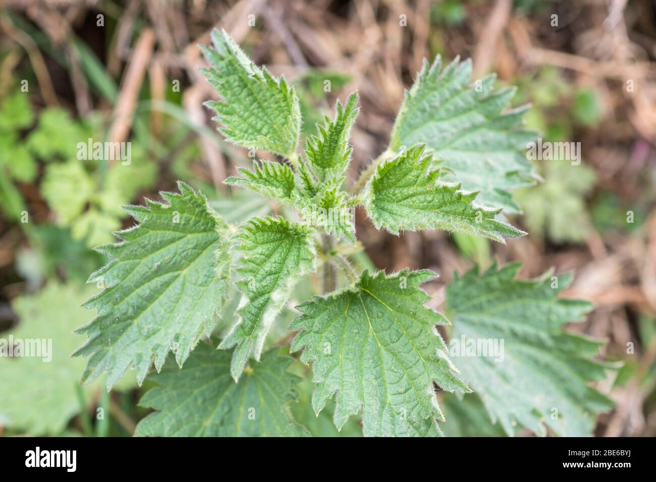 Esemplare insolito di una pianta di ortica/Urtica dioica a tre foglie in una siepia. Raro ibrido ma occasionalmente trovato. Variazione e mutazione delle piante Foto Stock