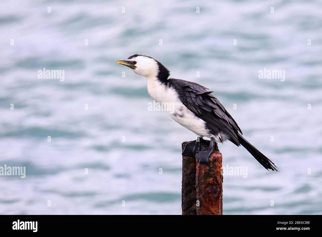 Piccolo shag (Microcarbo melanoleucos) seduto su un palo di metallo, penisola di Otago, Isola del Sud, Nuova Zelanda Foto Stock