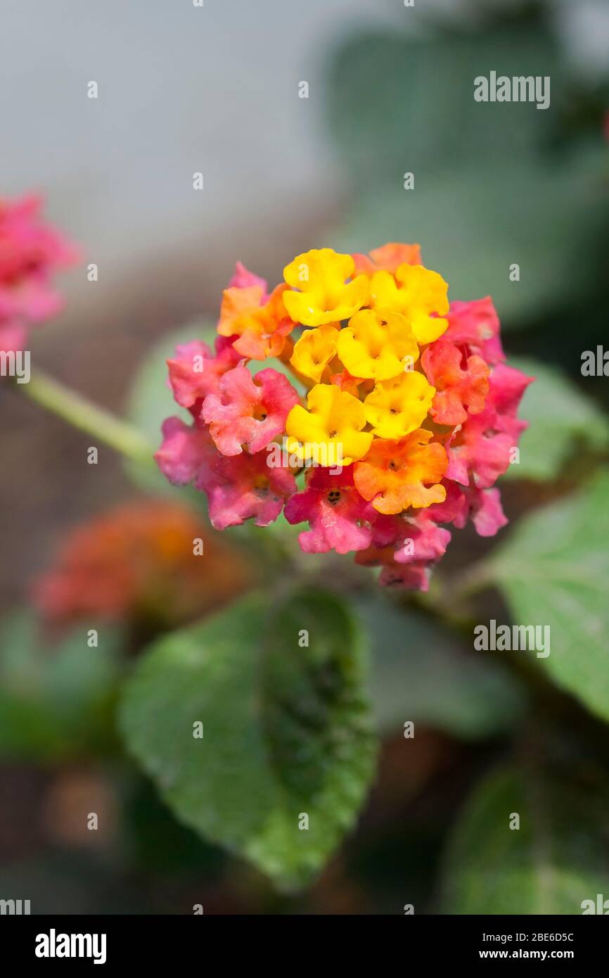 Fiori gialli e arancioni di lantana comune, Lantana camara. Foto Stock