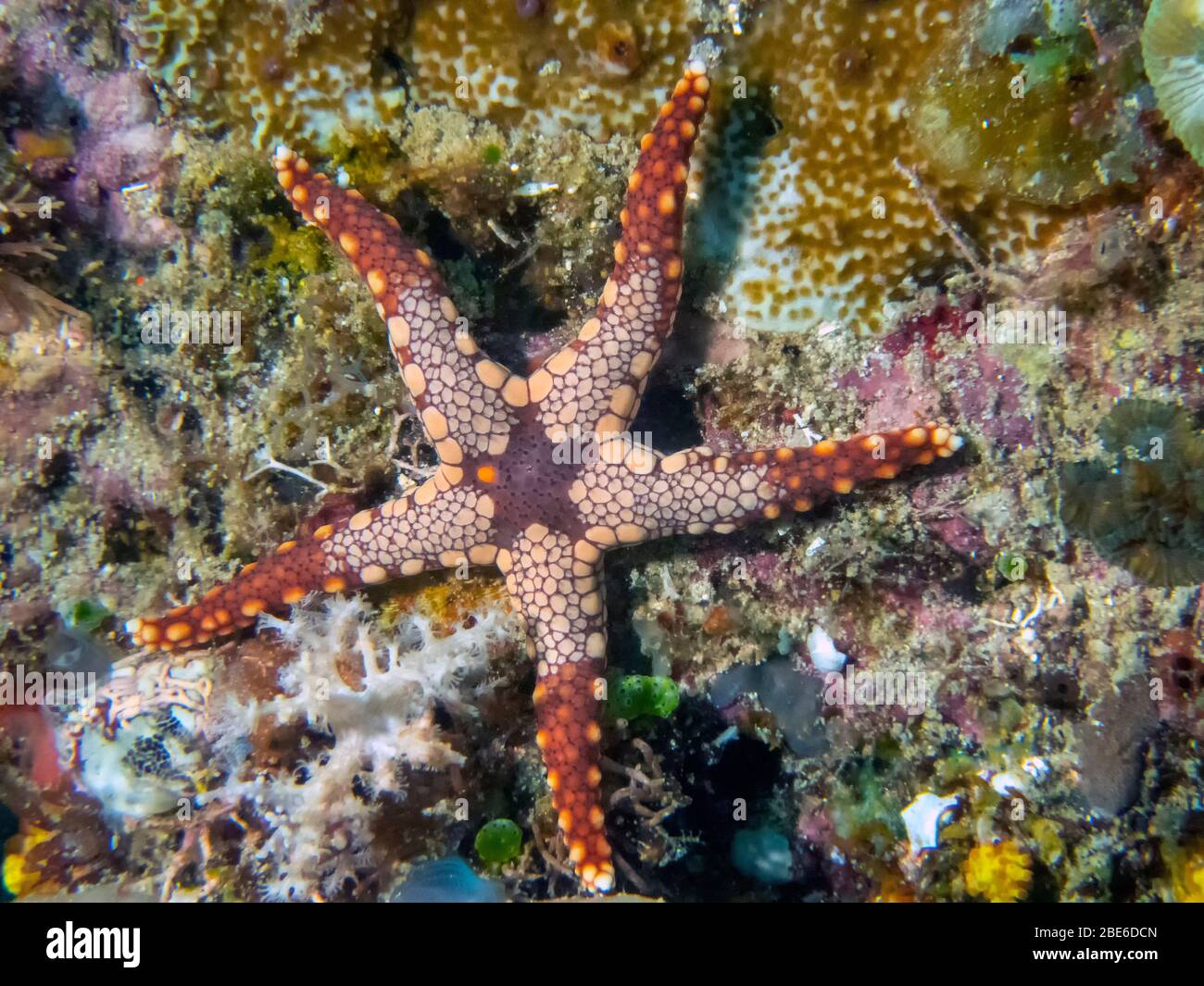 Pepermint Sea Star (Fromia monilis) Foto Stock
